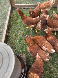 Ready to Lay hens for sale 
