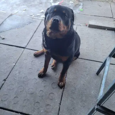 Pure bred female rottweiler , View more
