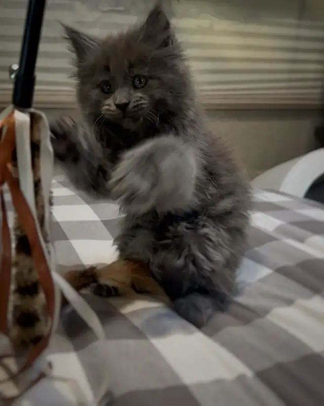 TICA registered Blue female Maine coon
