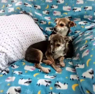 These lively little puppies are looking for their forever homes. They are full of energy and are use...