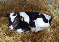 Holstein bull calves wanted. 