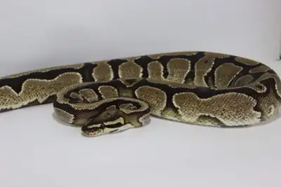 Female fire yb het pied 50% het lav , View more