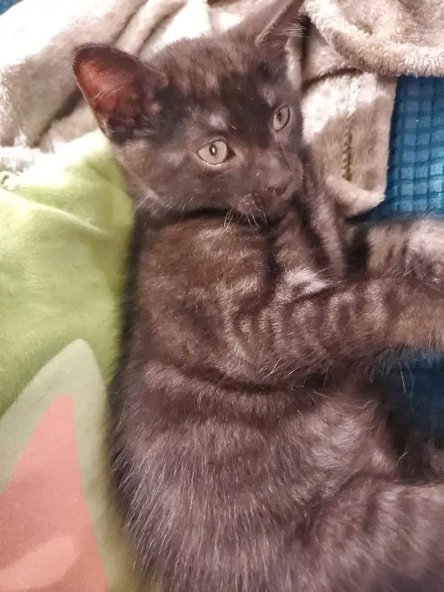 Kitten Looking for a Loving Home