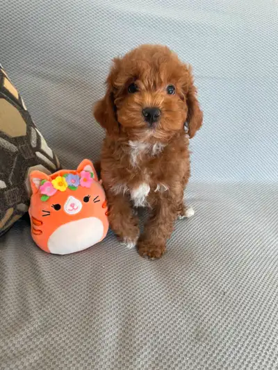 We have 1 handsome red F1B Cavapoo Boy ready for his new home. He is sweet and loving. He is working...
