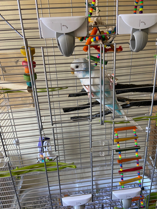 Female Budgie with Cages  in Birds for Rehoming in Leamington - Image 2
