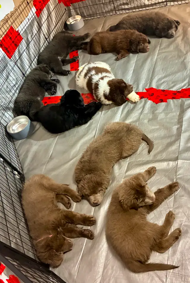 Chiots Terre-Neuve in Dogs & Puppies for Rehoming in City of Montréal - Image 2