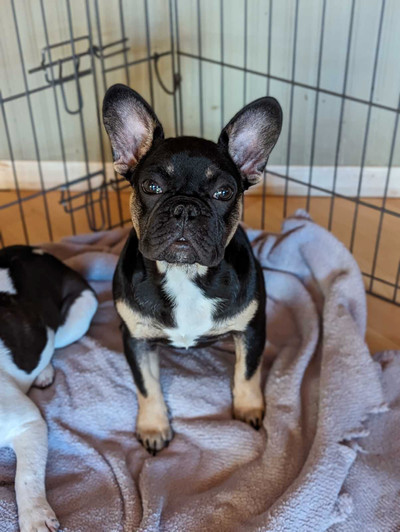 Fully vaccinated Black & tan female french bulldog puppies