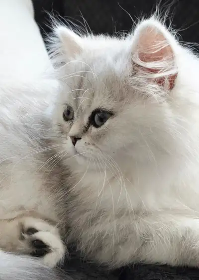 Silver Persian Kittens (CALL or TEXT # in description), View more