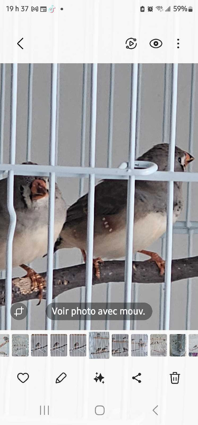 Jeunes pinsons  mandarins du printemps dans Oiseaux à adopter  à Saint-Jean-sur-Richelieu - Image 2