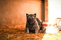 Norwegian Elkhound puppies for sale 