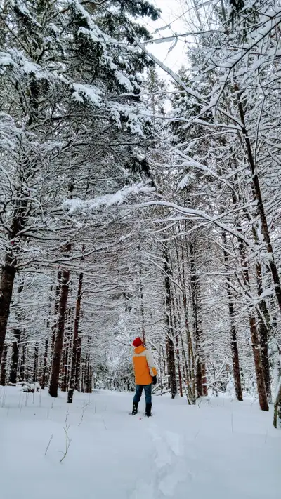 Ideal for a forest Airbnb retreat. Our land is a forested woodland with Fir, Spruce, Pin cherry, Map...