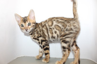 Registered Bengal Kittens Available