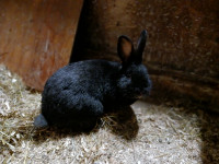Black rabbits to rehome