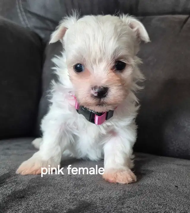 Maltese Puppies in Dogs & Puppies for Rehoming in Winnipeg - Image 4