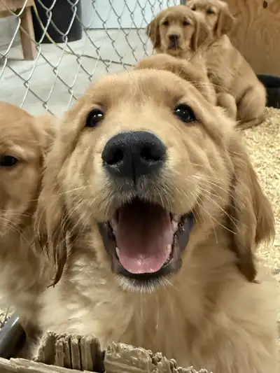 CKC Golden Retriever Puppies, View more