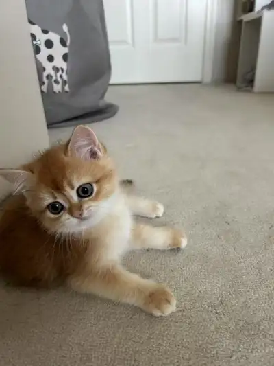 This gorgeous golden British Shorthair is ready for a loving forever home! Bred from healthy, TICA b...
