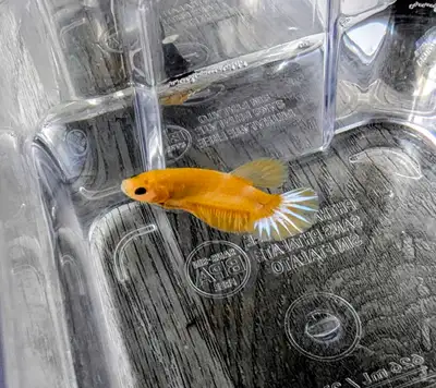 Pikachu hellboy male betta, View more