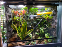 Full setup with male Giant Day gecko (delivery available) 