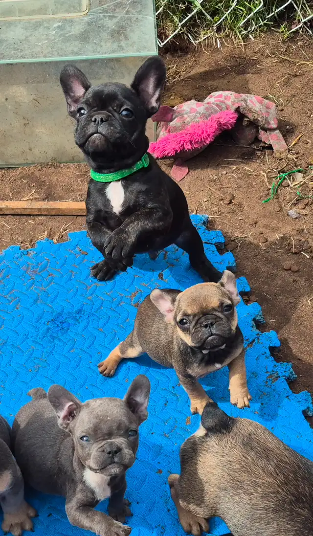 Bouledogue francais in Dogs & Puppies for Rehoming in Laurentides - Image 2