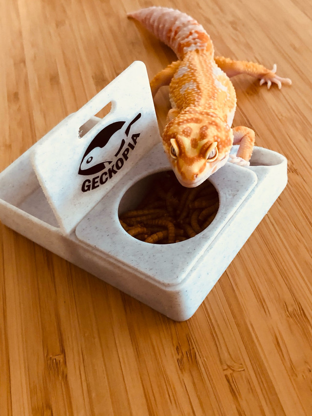 Gecko Dishes 3D Printed From Geckopia dans Reptiles et amphibiens à adopter  à Ville de Québec - Image 2