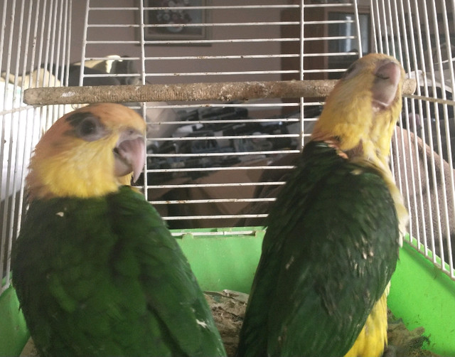Newly weaned baby White Bellied Caiques in Birds for Rehoming in North Bay - Image 2