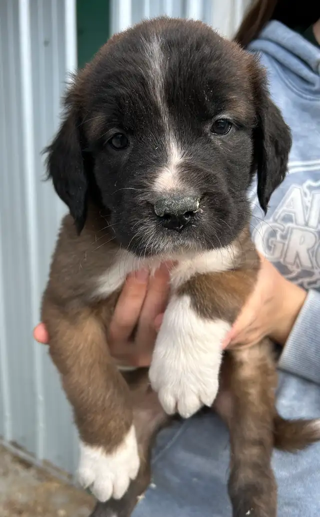 St.Bernard/Mastiff X Puppies for Sale in Dogs & Puppies for Rehoming in Edmonton - Image 9