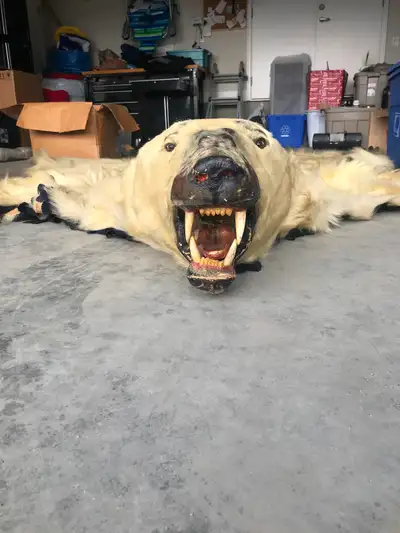 Very old polar bear rug., View more