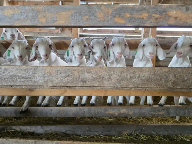 Premium Savannah Breeding Stock (Goat Doelings) For Sale in Livestock in Owen Sound - Image 7