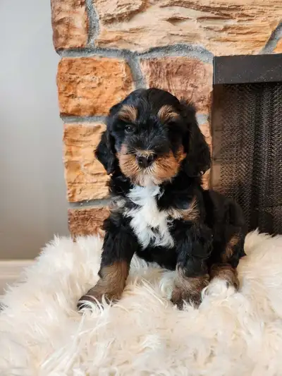 Bernedoodles , View more