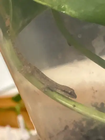 mourning geckos , View more