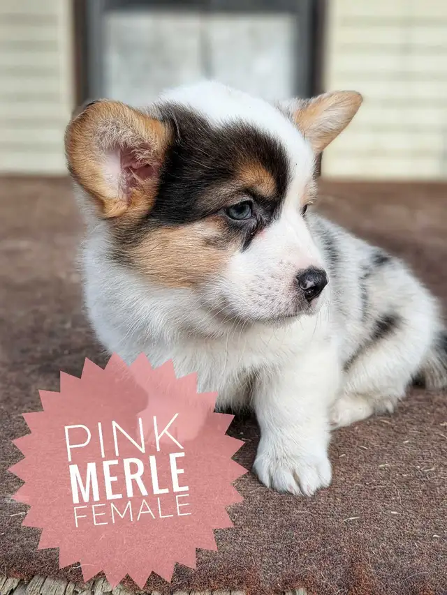 Ready to go! Pembroke Welsh Corgi Puppies in Dogs & Puppies for Rehoming in Calgary - Image 3