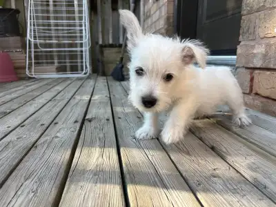 Westie puppies - 2 boys, View more