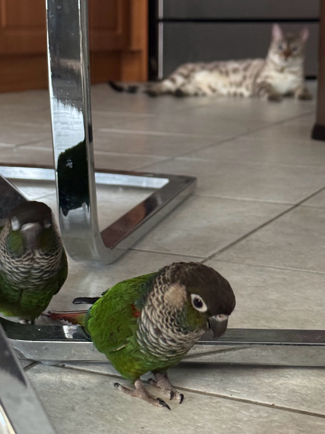 Two trained conures  in Birds for Rehoming in Mississauga / Peel Region - Image 3