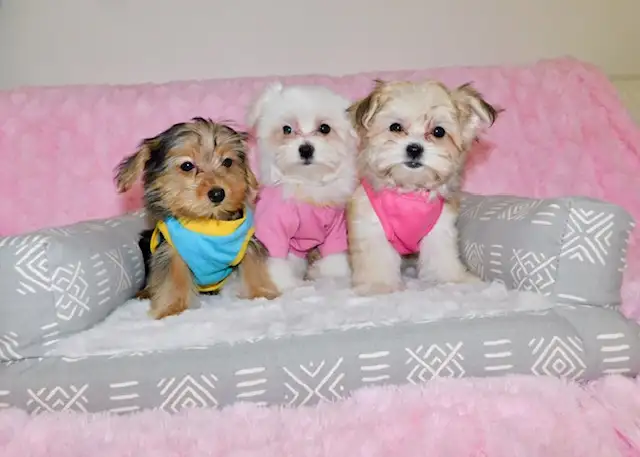 Tiny toy morkie puppies in Dogs & Puppies for Rehoming in City of Toronto - Image 3
