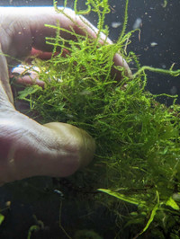 Aquarium moss Christmas moss, java moss and subwassertang
