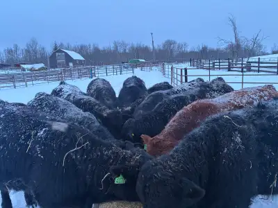 yearling limo and angus bulls, View more