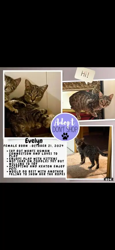 Evelyn- -spayed female for adoption!, View more