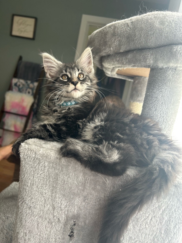 *PRICE DROP* XXL European Mainecoon kittens in Cats & Kittens for Rehoming in Moncton - Image 2