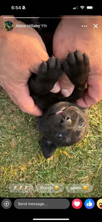 We love to snuggle, cuddle and play and are now 3 weeks old and growing! We will make make loving fa...