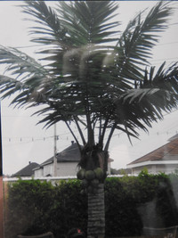 feuilles de palmes