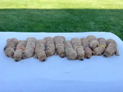 Golden Retriever Puppies, View more