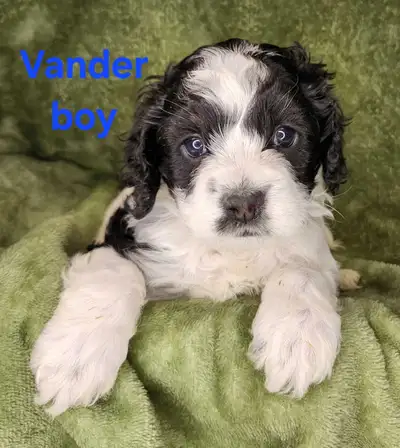 ❤️Adorable Parti Cockapoos, View more