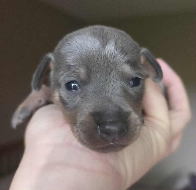 Miniature Pinschers in Dogs & Puppies for Rehoming in Winnipeg - Image 3
