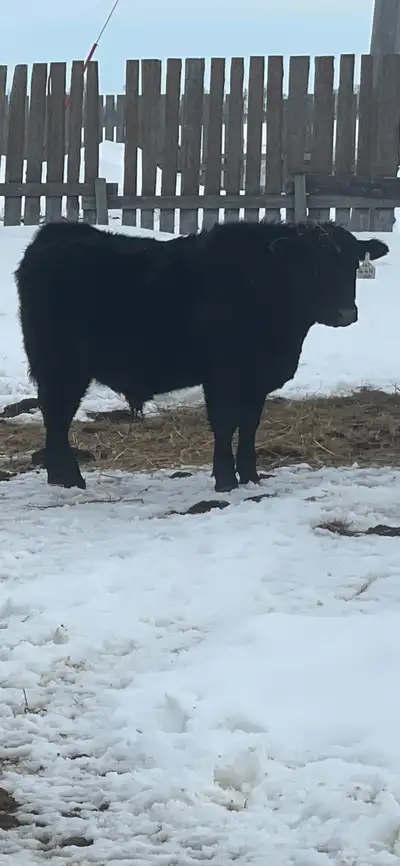 1 year old Registered Black angus bulls, View more