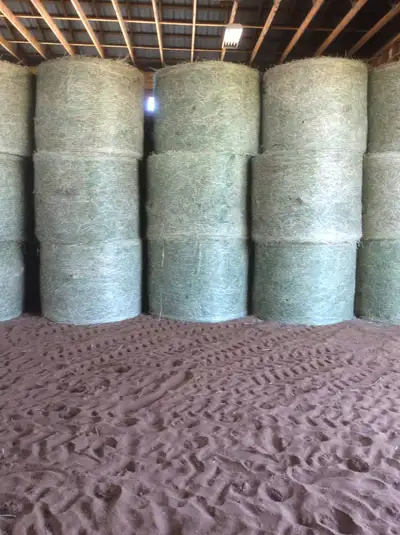 Ist cut Timothy/alfalfa 4x5. Solid bales Baled dry no rain stored inside Our horses love it $100 a b...