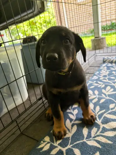 Hey everyone! Meet Ruby, a lovely little girl from our litter of 8. Her mom is a German Shepherd and...