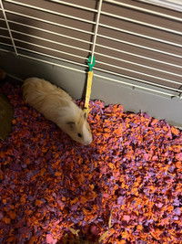 Guinea pigs for rehoming! (Bonded)