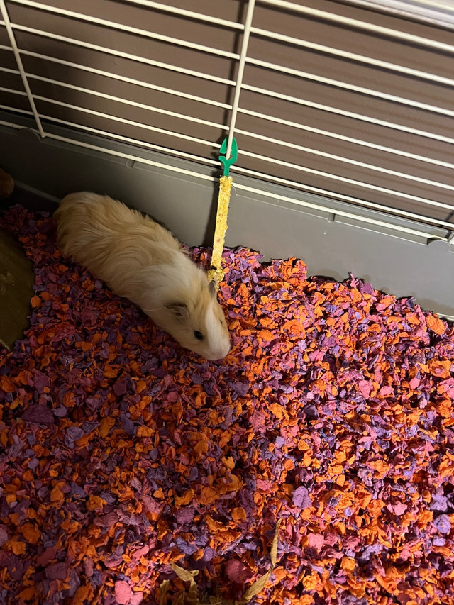 Guinea pigs for rehoming! (Bonded) in Other Pets for Rehoming in Dartmouth