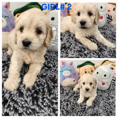 Beautiful Cockapoo Puppies , View more