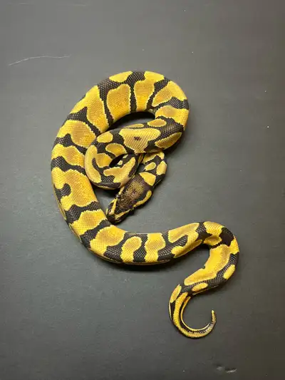 python royal / ball python, View more